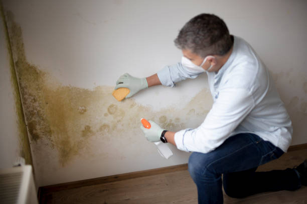 Best Attic Mold Removal  in Gunnison, CO