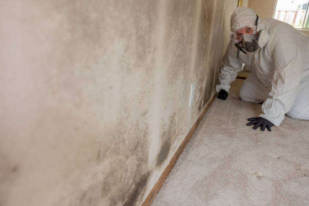 Best Water Damage & Mold Remediation  in Gunnison, CO